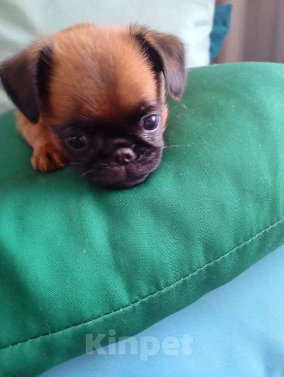 Собаки в Волгограде: Пти-брабансон Мальчик, 60 000 руб. - фото 5