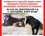 Собаки в других городах Московской области: Потерялась собака Девочка, 30 000 руб. - фото 1
