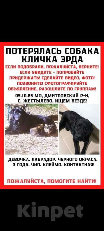Собаки в других городах Московской области: Потерялась собака Девочка, 30 000 руб. - фото 1