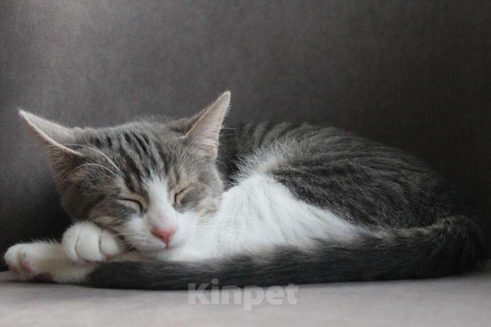 Кошки в Красногорске: Ищем дом Марсику! Мальчик, Бесплатно - фото 2