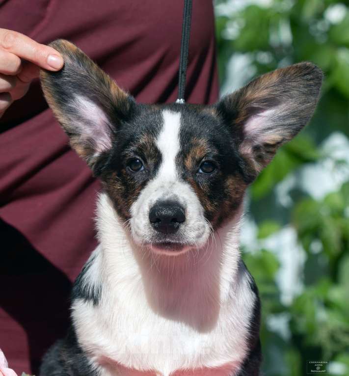 Собаки в Москве: Вельш корги кардиган щенок Мальчик, 80 000 руб. - фото 5