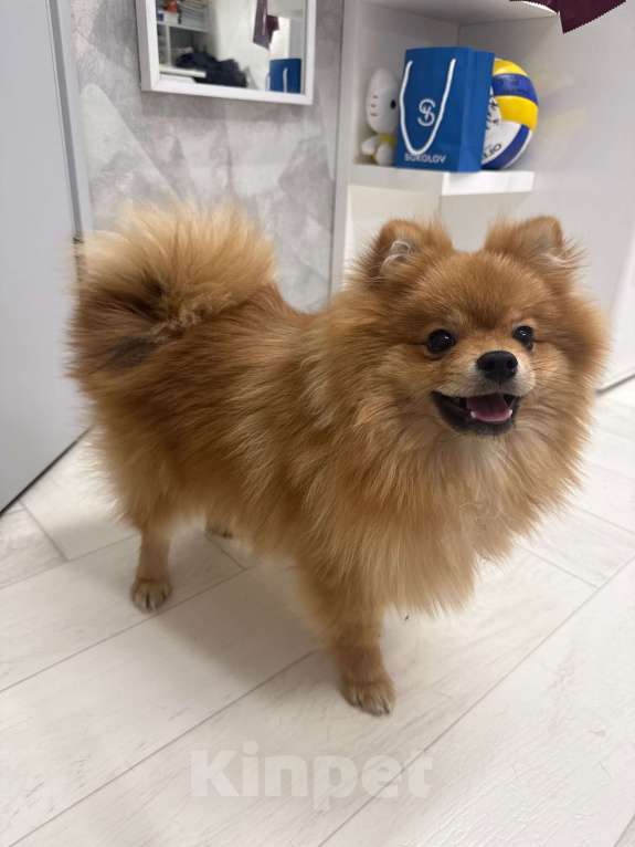 Собаки в Воронеже: Продам щенка породы померанский шпиц Мальчик, 15 000 руб. - фото 3