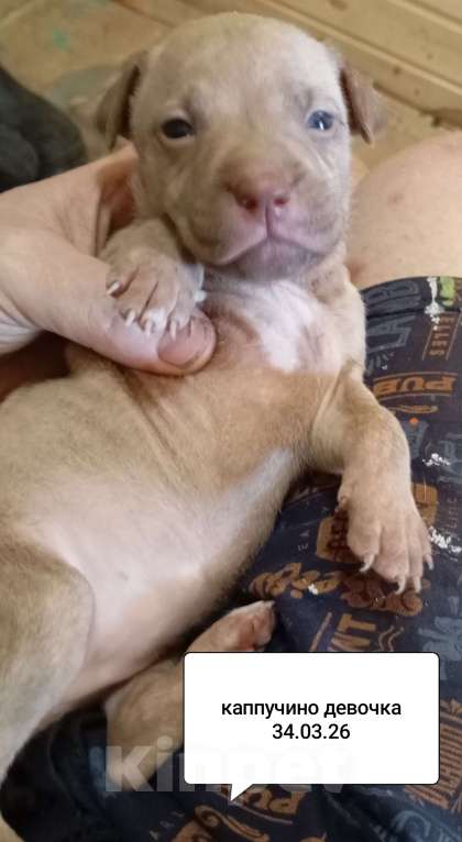 Собаки в других городах Московской области: Американский питбультерьер щенок девочка Девочка, 50 000 руб. - фото 2