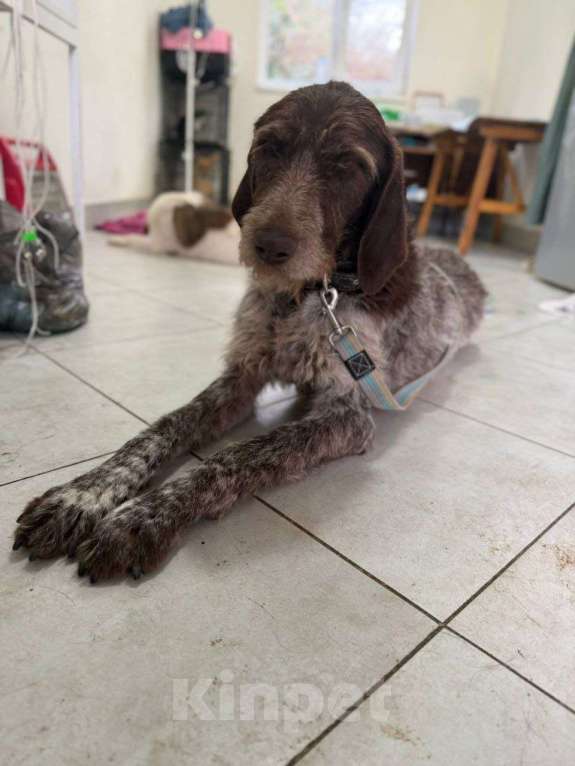 Собаки в Сочи: Дратхаар Дора в добрые руки Девочка, Бесплатно - фото 1