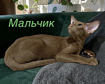 Кошки в Пскове: Ориентальный котенок Мальчик, 40 000 руб. - фото 1