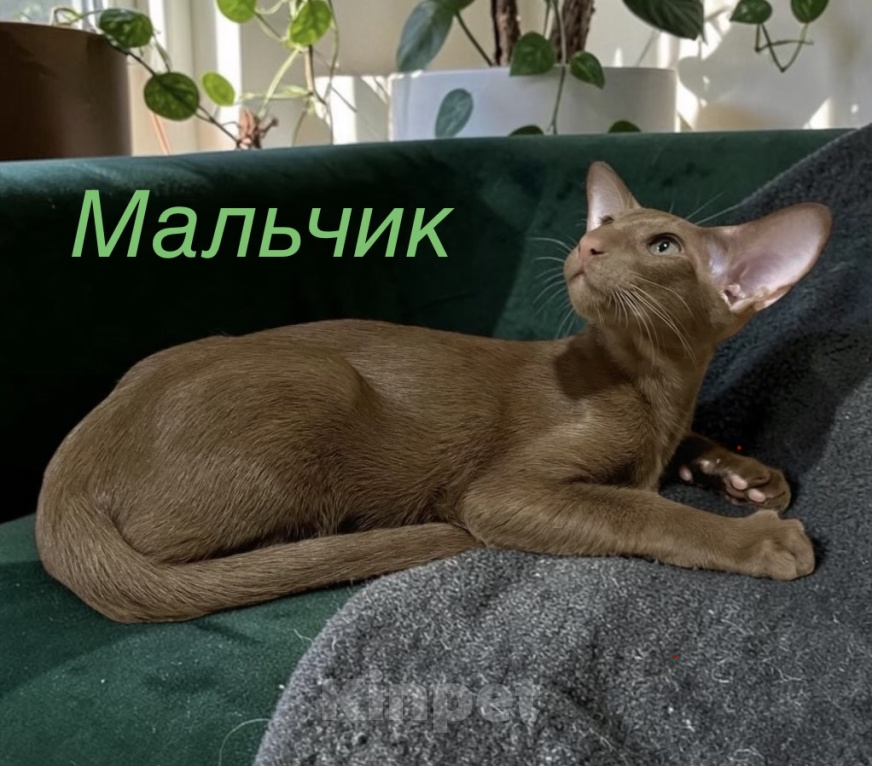 Кошки в Пскове: Ориентальный котенок Мальчик, 40 000 руб. - фото 1