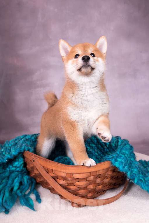 Собаки в Екатеринбурге: Щенок сиба-ину Мальчик, 70 000 руб. - фото 4