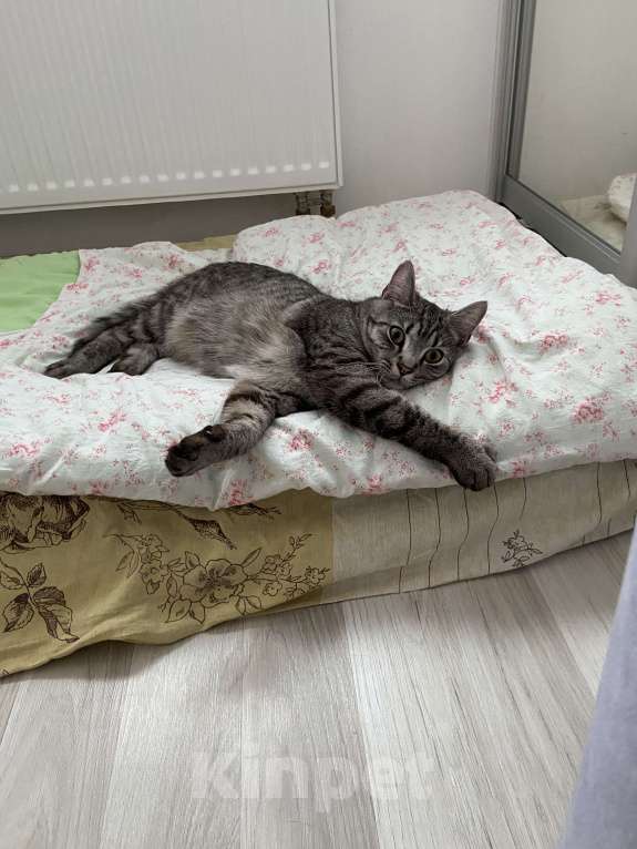 Кошки в Екатеринбурге: Отдам в хорошие руки Мальчик, Бесплатно - фото 2