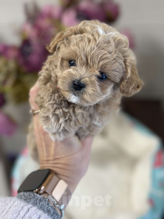 Собаки в других городах Ленинградской области: Красивый малыш Мальчик, 200 000 руб. - фото 3