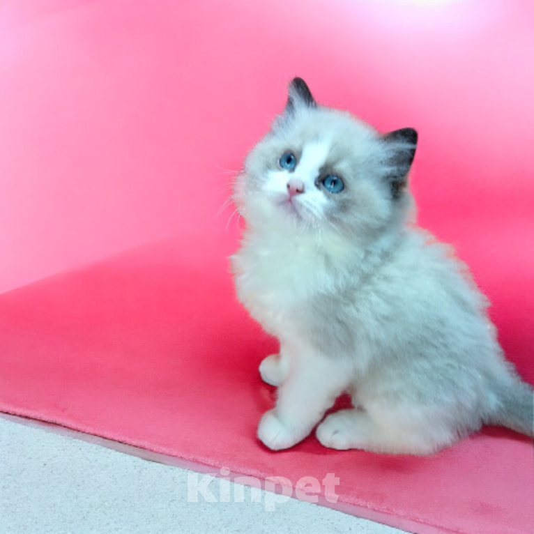 Кошки в Москве: Новогоднее чудо ,Рэгдолл лучший подарок под ёлочку. Девочка, 120 000 руб. - фото 1