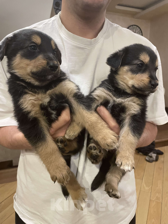 Собаки в Апрелевке: Босерон метис щенки Девочка, 5 000 руб. - фото 5