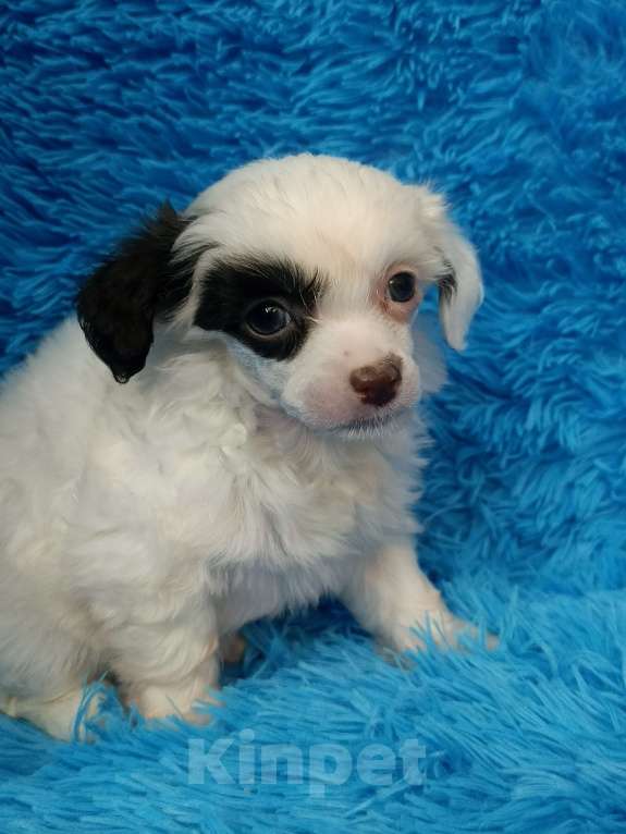 Собаки в Санкт-Петербурге: Пуховая красотка  Девочка, 45 000 руб. - фото 1