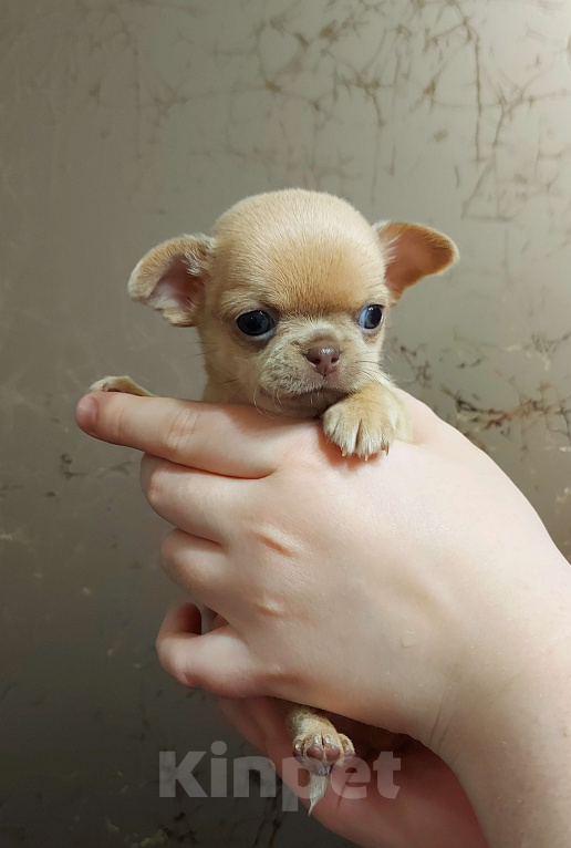 Собаки в Новосибирске: ????Мини сладкая девочка ???? Девочка, Бесплатно - фото 3