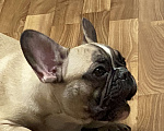 Собаки в Новосибирске: Продам щенка французского бульдога. Мальчик, 23 000 руб. - фото 1