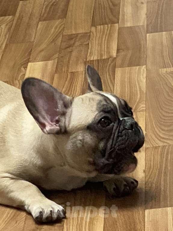 Собаки в Новосибирске: Продам щенка французского бульдога. Мальчик, 23 000 руб. - фото 1