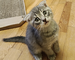 Кошки в Санкт-Петербурге: Котенок Апероль Девочка, Бесплатно - фото 3