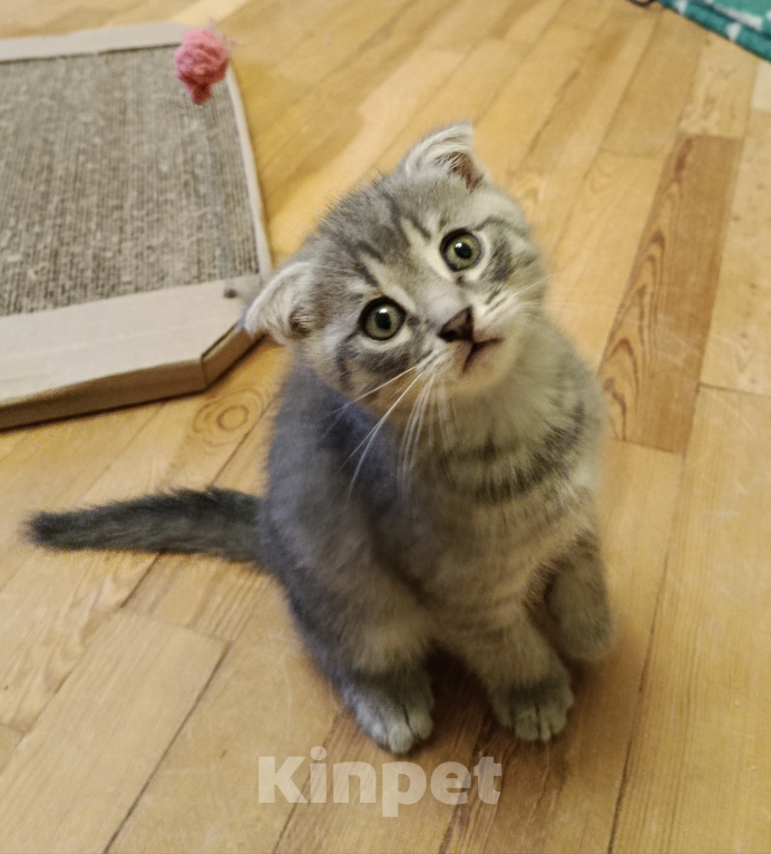 Кошки в Санкт-Петербурге: Котенок Апероль Девочка, Бесплатно - фото 3