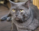 Кошки в Люберцах: Ищет дом ласковый красавец Мэйсон Мальчик, 10 руб. - фото 1