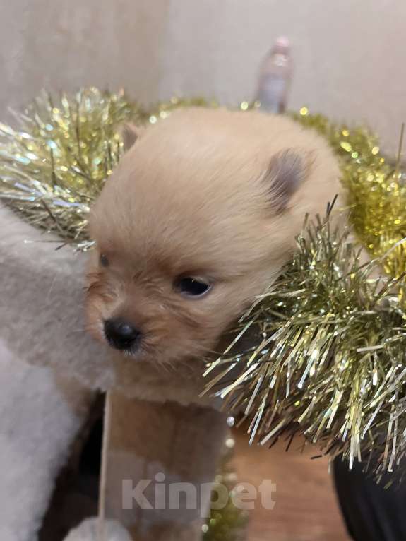 Собаки в Сургуте: НЕМЕЦКИЙ ШПИЦ  Девочка, 35 000 руб. - фото 8