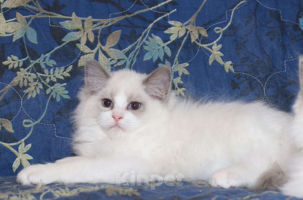Кошки в Санкт-Петербурге: Рэгдолл Мальчик, 50 000 руб. - фото 2