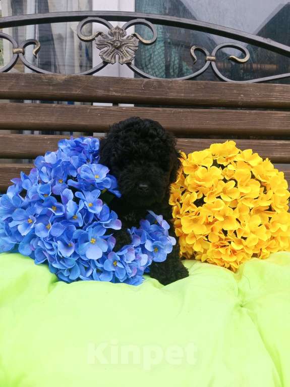 Собаки в Москве: Мальчик той пуделя Мальчик, 40 000 руб. - фото 3