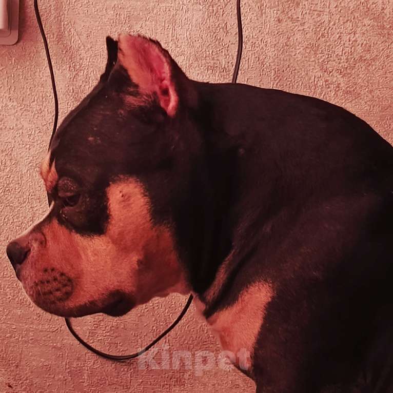 Собаки в Нижнем Новгороде: Американский Булли покет  Мальчик, Бесплатно - фото 3