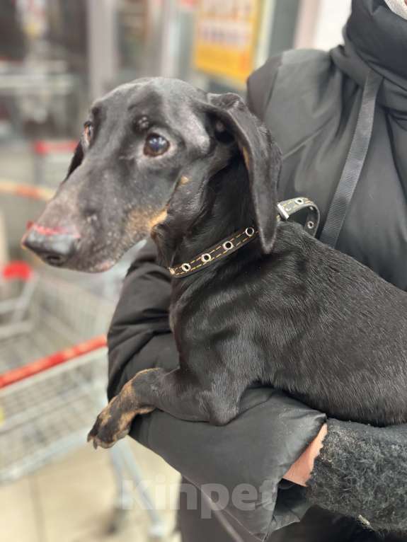 Собаки в Петушке: Найдена такса! Ищет дом!  Мальчик, Бесплатно - фото 3