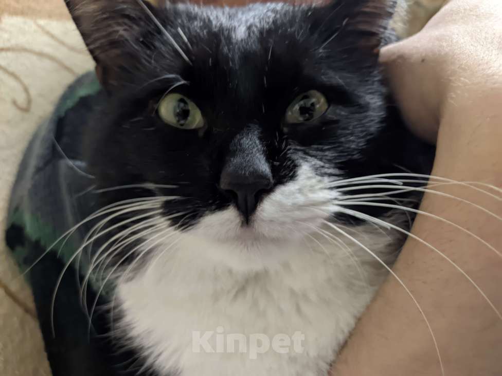 Кошки в Краснодаре: Потерялся кот ПОМОГИТЕ НАЙТИ  Мальчик, Бесплатно - фото 2