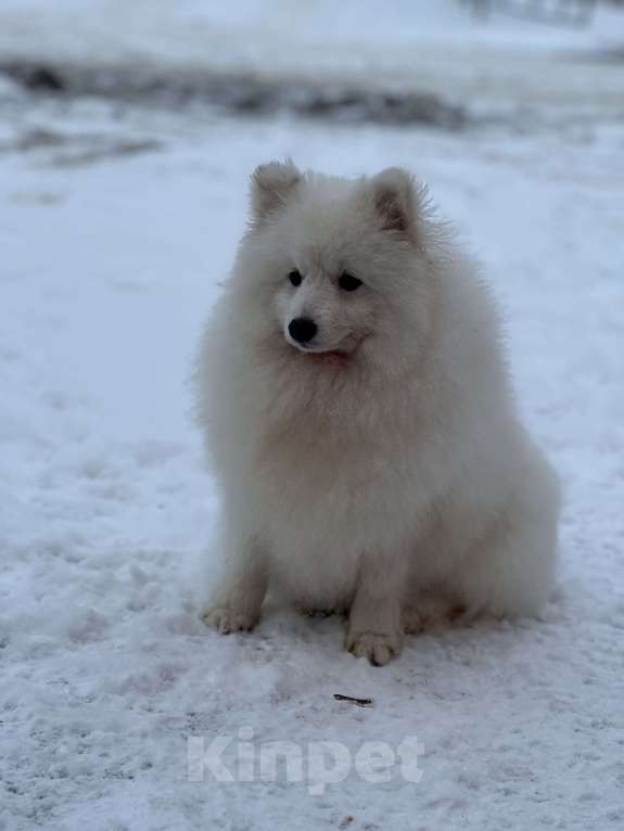 Собаки в Москве: Энри Петто Из Воронцовского Дворца  Мальчик, 50 000 руб. - фото 7
