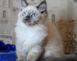Кошки в Кирове: Роскошный котик Мальчик, Бесплатно - фото 4