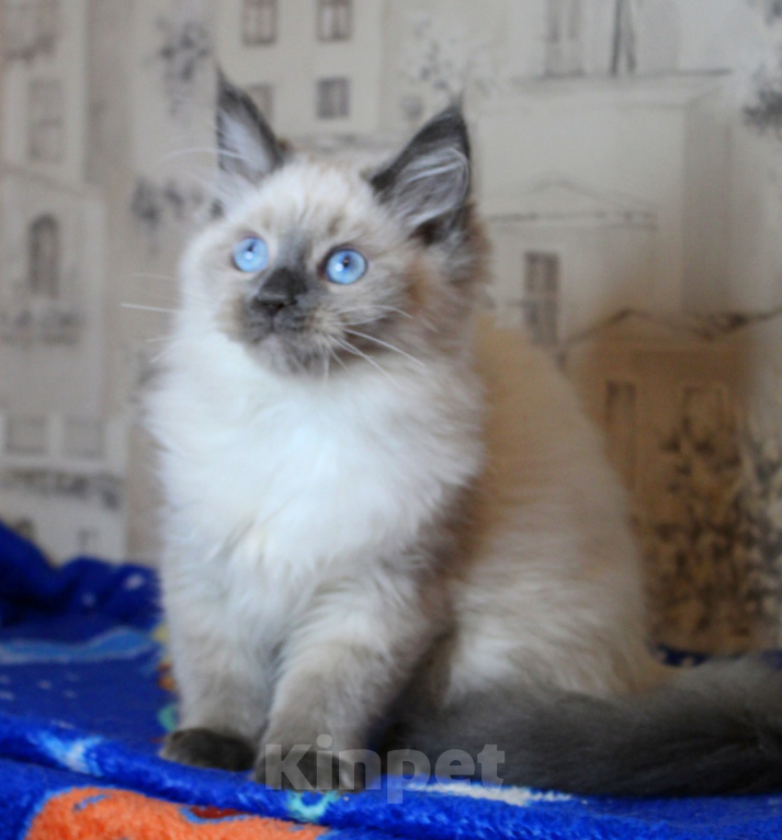 Кошки в Кирове: Роскошный котик Мальчик, Бесплатно - фото 4