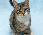 Кошки в Москве: Ищет свою семью братик Шпротик Мальчик, Бесплатно - фото 3