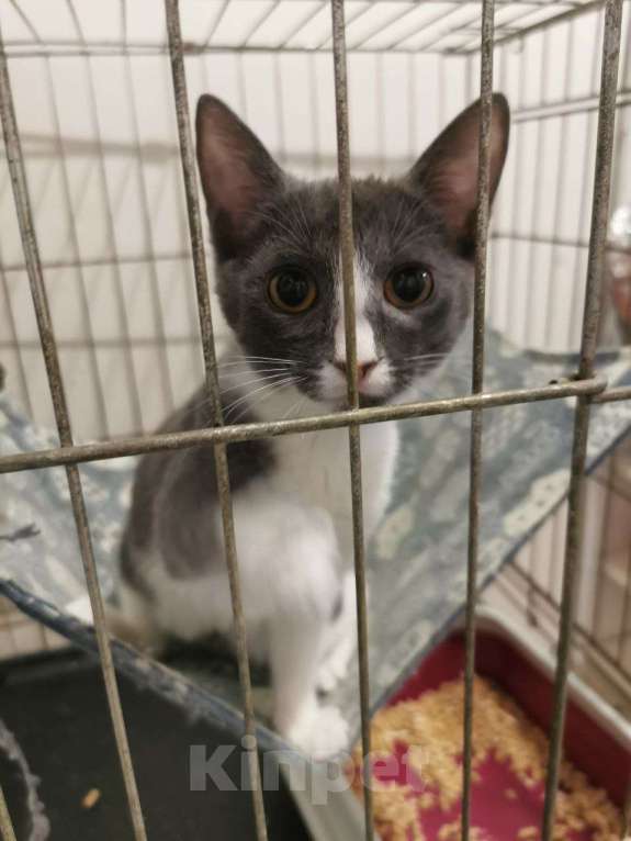 Кошки в Москве: котенок принцесса Нино ищет дом Девочка, Бесплатно - фото 5