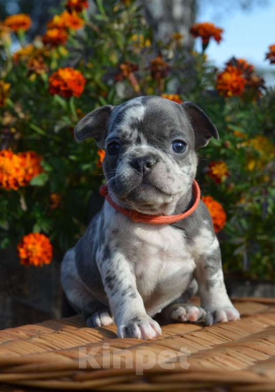 Собаки в Москве: Летние щенки Девочка, 65 000 руб. - фото 3