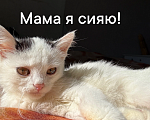 Кошки в Нижнем Новгороде: СРОЧНО ОТДАЕМ КОТЕНКА!!! Девочка, Бесплатно - фото 6