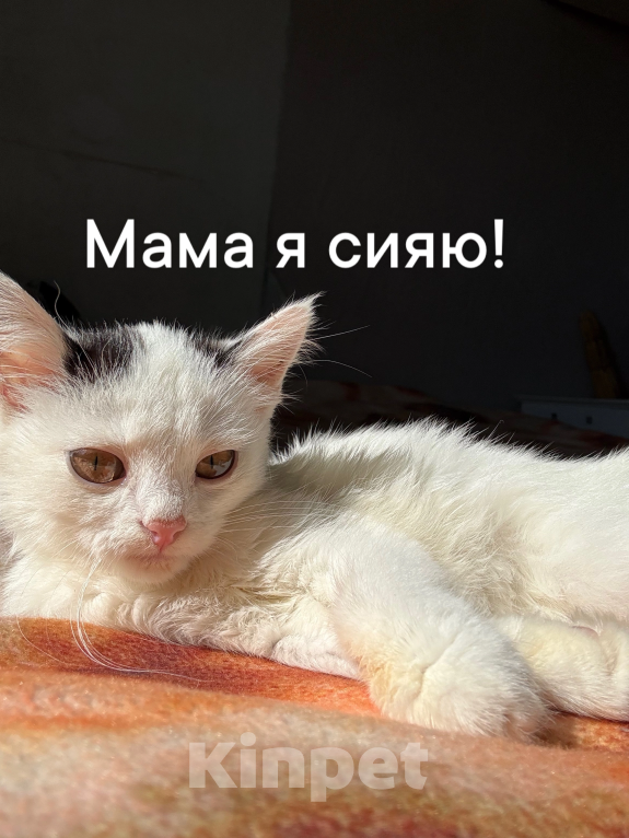 Кошки в Нижнем Новгороде: СРОЧНО ОТДАЕМ КОТЕНКА!!! Девочка, Бесплатно - фото 6