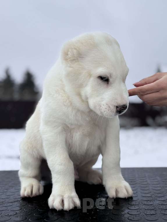 Собаки в Санкт-Петербурге: ЖАКУТ  Мальчик, 65 000 руб. - фото 7