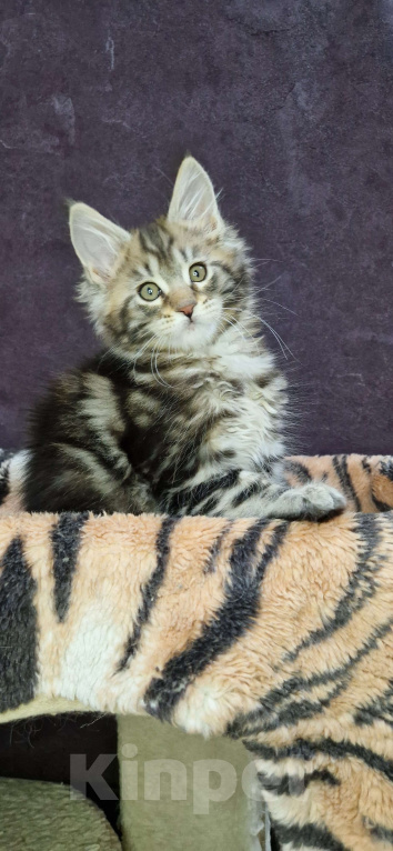 Кошки в Ижевске: Котята мейн-кун Мальчик, 60 000 руб. - фото 5