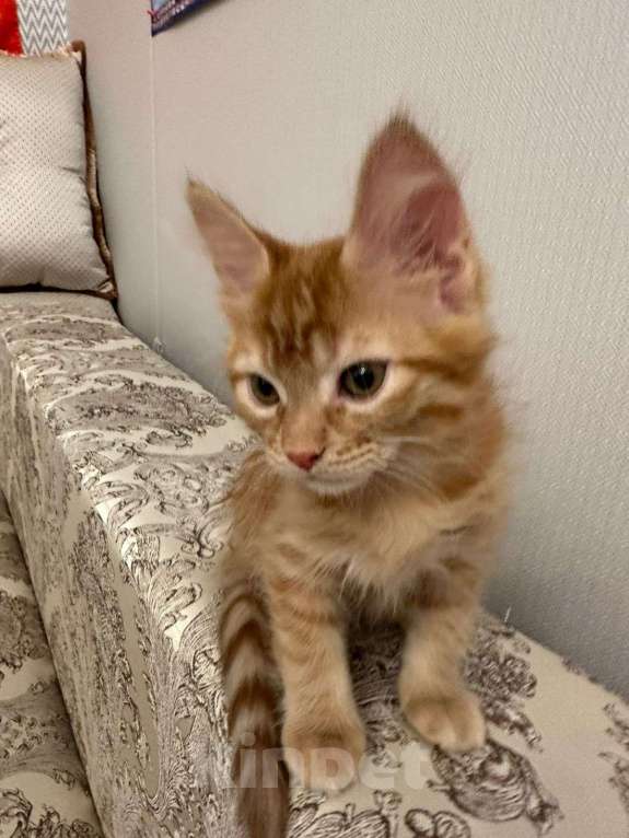 Кошки в Москве: Рыжие котята от мамы мейн-куна Мальчик, 1 руб. - фото 3