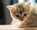 Кошки в Волгограде: Шотландские котята Девочка, 35 000 руб. - фото 1