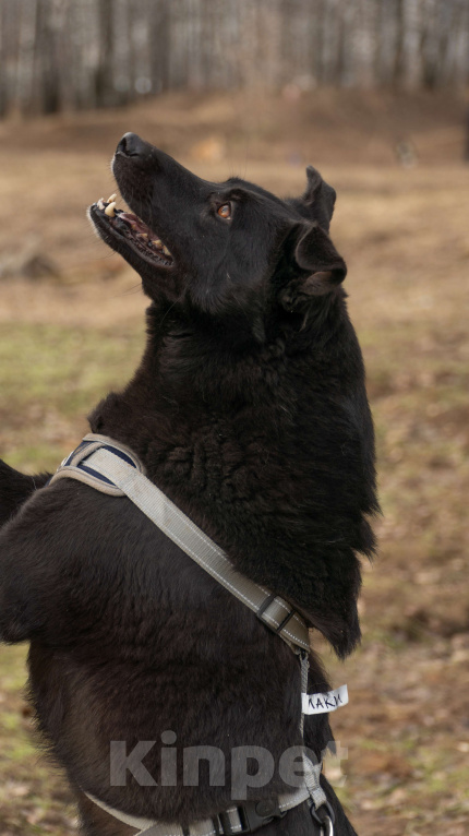 Собаки в Москве: Лаки Девочка, Бесплатно - фото 2