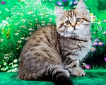 Кошки в Москве: Сибирская кошечка Даша Девочка, 55 000 руб. - фото 2