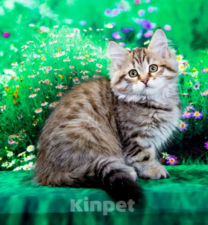 Кошки в Москве: Сибирская кошечка Даша Девочка, 55 000 руб. - фото 2