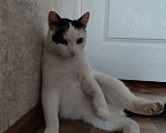 Кошки в Томске: Кот ищет дом Мальчик, Бесплатно - фото 6