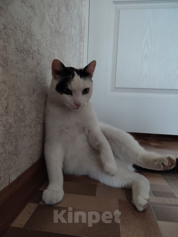 Кошки в Томске: Кот ищет дом Мальчик, Бесплатно - фото 6