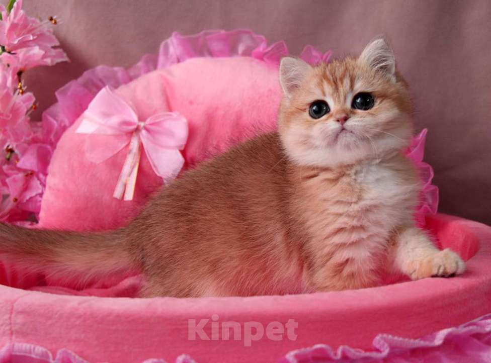 Кошки в других городах Московской области: Шикарная золотая шиншилла Девочка, 50 000 руб. - фото 2