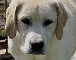 Собаки в Москве: Подрощенный щенок лабрадора Мальчик, Бесплатно - фото 3