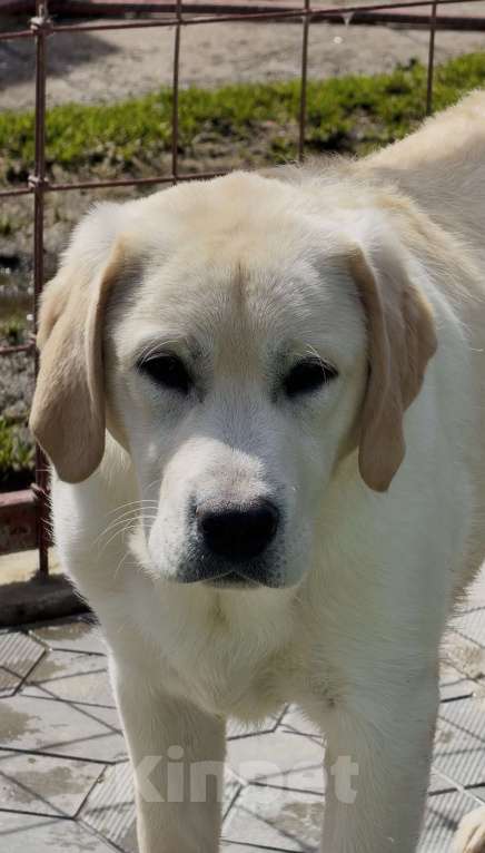 Собаки в Москве: Подрощенный щенок лабрадора Мальчик, Бесплатно - фото 3