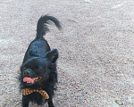 Собаки в Санкт-Петербурге: Вязка, кобель чихуахуа Мальчик, 1 руб. - фото 2
