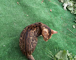 Кошки в Москве: Котик подросток шикарные розетки, 20 000 руб. - фото 9